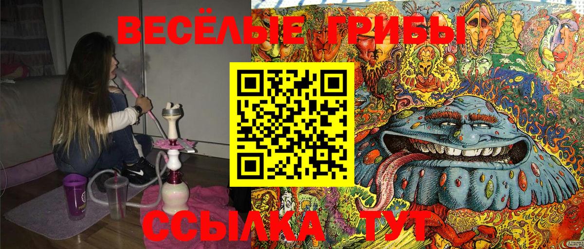 Псилоцибиновые грибы Psilocybine cubensis Коркино